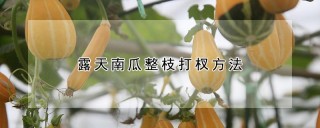 露天南瓜整枝打杈方法,第1图