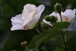 芙蓉花和芙蓉树一样吗,第3图