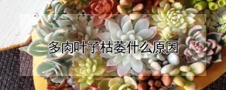 多肉叶子枯萎什么原因,第1图