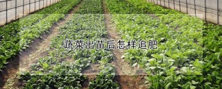 蔬菜出苗后怎样追肥,第1图