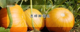 怎样种南瓜,第1图