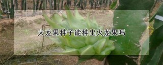 火龙果种子能种出火龙果吗,第1图