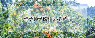 柿子种子能种会结果吗,第1图