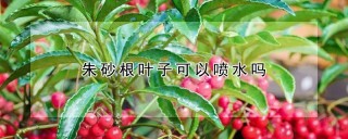 朱砂根叶子可以喷水吗,第1图