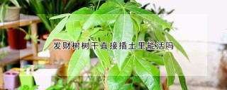 发财树树干直接插土里能活吗,第1图