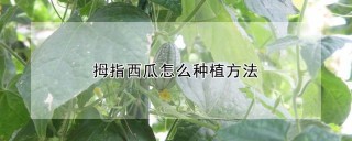 拇指西瓜怎么种植方法,第1图