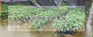 暴雨对农业的影响,第1图