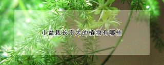 小盆栽长不大的植物有哪些,第1图