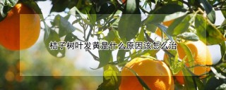 桔子树叶发黄是什么原因该怎么治,第1图