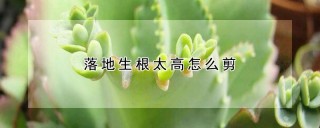 落地生根太高怎么剪,第1图