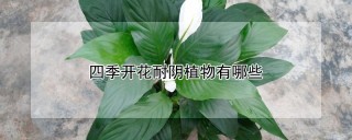 四季开花耐阴植物有哪些,第1图