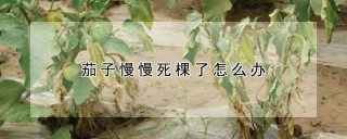 茄子慢慢死棵了怎么办,第1图