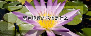 紫色睡莲的花语是什么,第1图