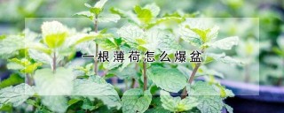 一根薄荷怎么爆盆,第1图