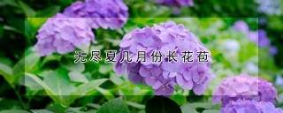 无尽夏几月份长花苞,第1图