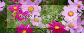 格桑花种一次可长几年,第1图