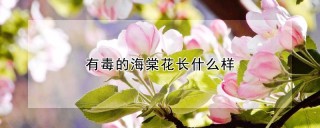 有毒的海棠花长什么样,第1图