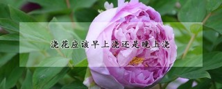 浇花应该早上浇还是晚上浇,第1图