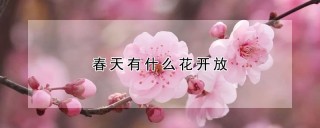 春天有什么花开放,第1图