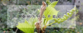 桑树为什么不能砍,第1图