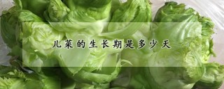 儿菜的生长期是多少天,第1图