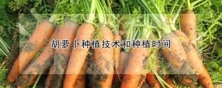 胡萝卜种植技术和种植时间,第1图