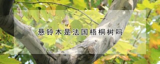 悬铃木是法国梧桐树吗,第1图