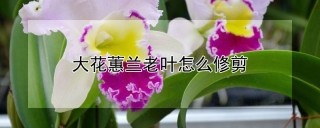 大花蕙兰老叶怎么修剪,第1图