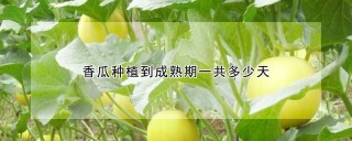 香瓜种植到成熟期一共多少天,第1图