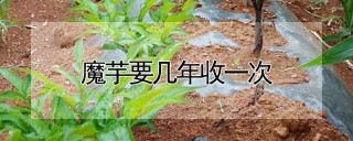 魔芋要几年收一次,第1图