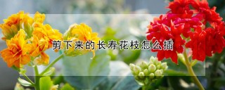 剪下来的长寿花枝怎么插,第1图