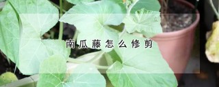 南瓜藤怎么修剪,第1图