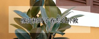 橡皮树叶子卷怎么补救,第1图