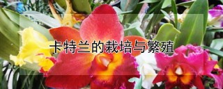 卡特兰的栽培与繁殖,第1图