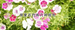 常夏石竹有几种颜色,第1图