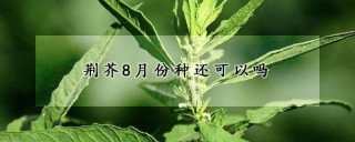 荆芥8月份种还可以吗,第1图