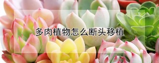 多肉植物怎么断头移植,第1图