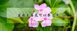 盆栽长春花可以养几年,第1图