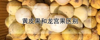 黄皮果和龙宫果区别,第1图