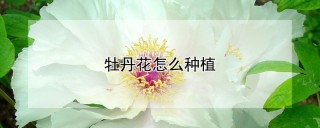 牡丹花怎么种植,第1图