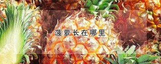 菠萝长在哪里,第1图