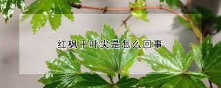 红枫干叶尖是怎么回事,第1图