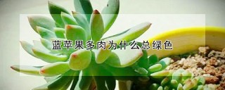 蓝苹果多肉为什么总绿色,第1图