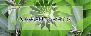 发财树烂根怎么补救方法,第1图