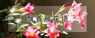 飘香藤花语,第1图