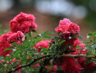 蔷薇花的风水作用，盘点蔷薇花六大风水作用,第6图