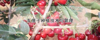 车厘子种植技术与管理,第1图