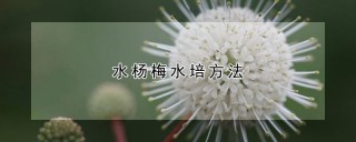 水杨梅水培方法,第1图