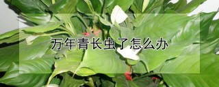 万年青长虫了怎么办,第1图