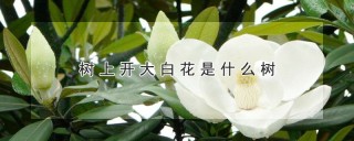 树上开大白花是什么树,第1图